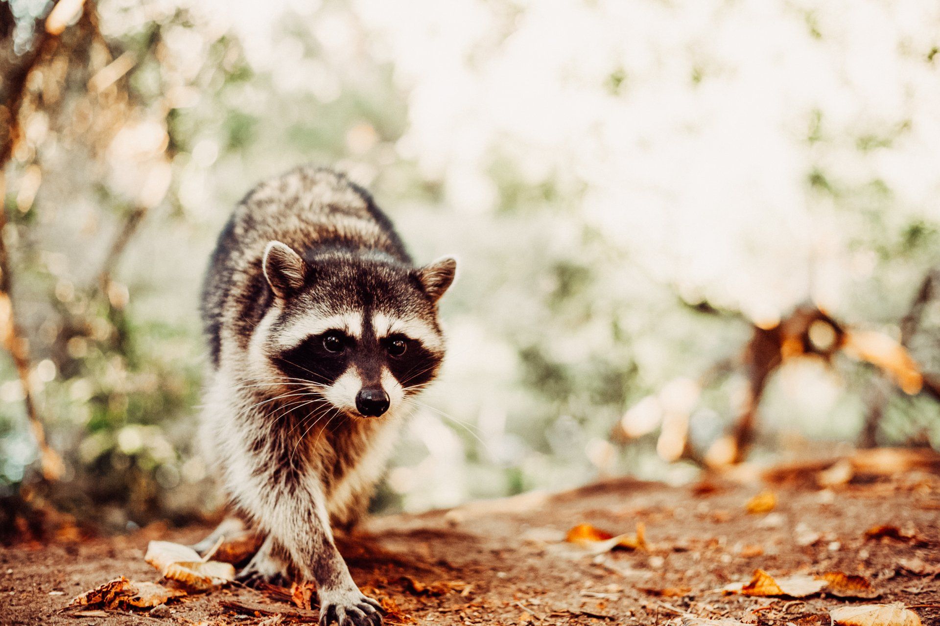 Learn About Mid-Missouri Wildlife & Call Atkins for Help.