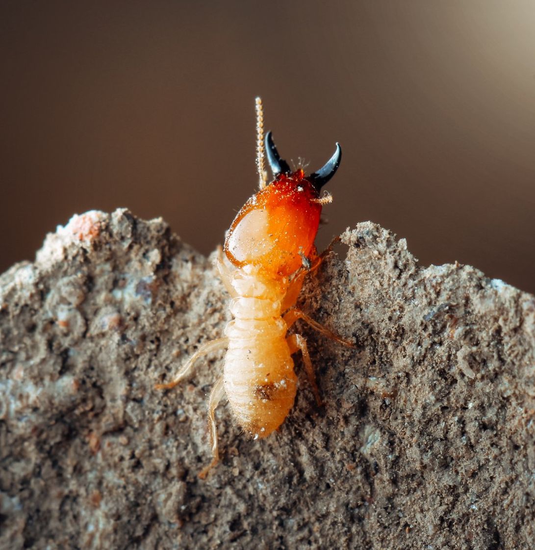 Atkins Pest Control Will Help Your Jefferson City, MO Business Get Rid of Pests Quickly.