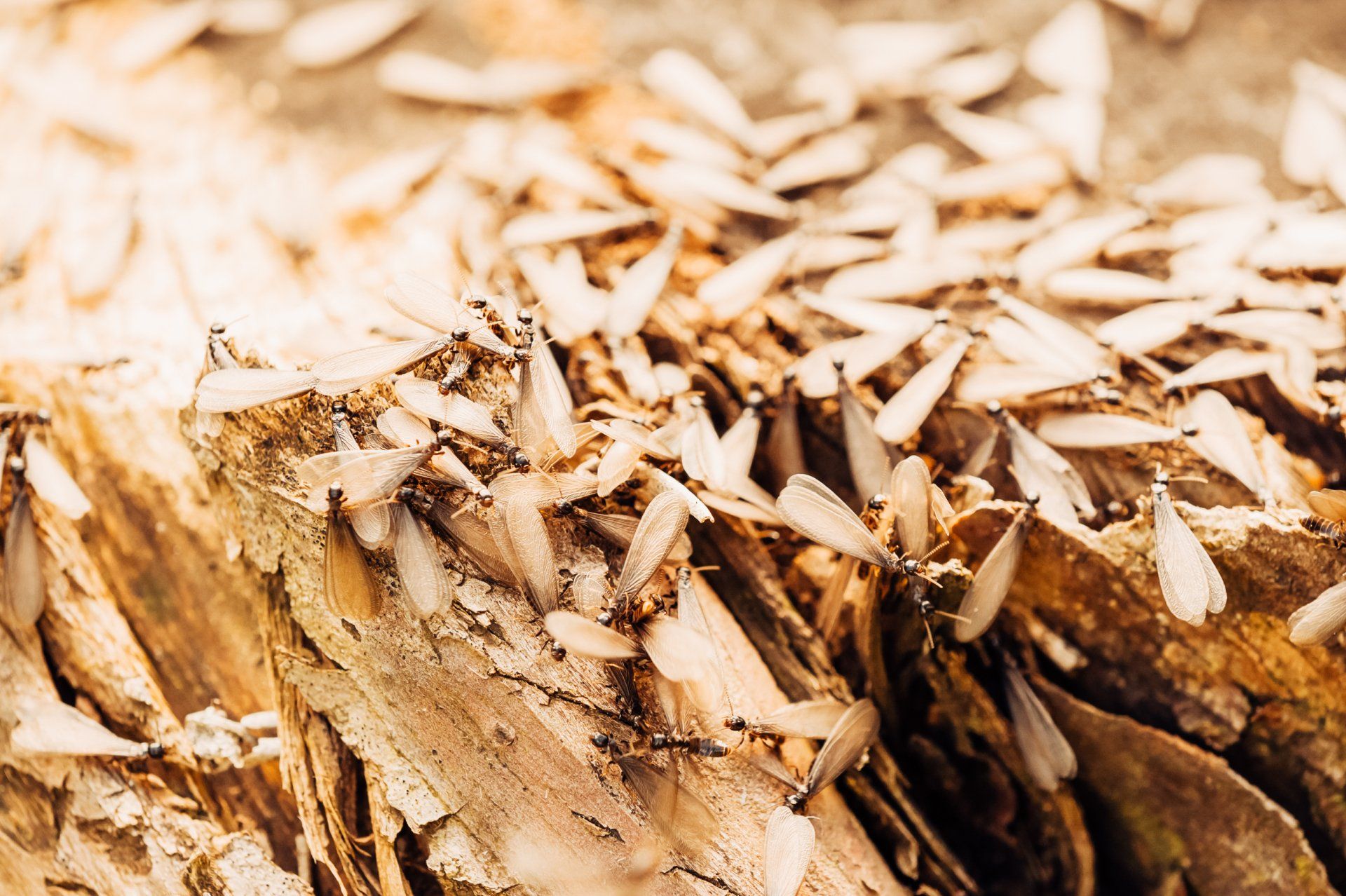 Flying Termites Will Become a Lot of Damage to Mid-Missouri Property. Call Atkins Pest Control!