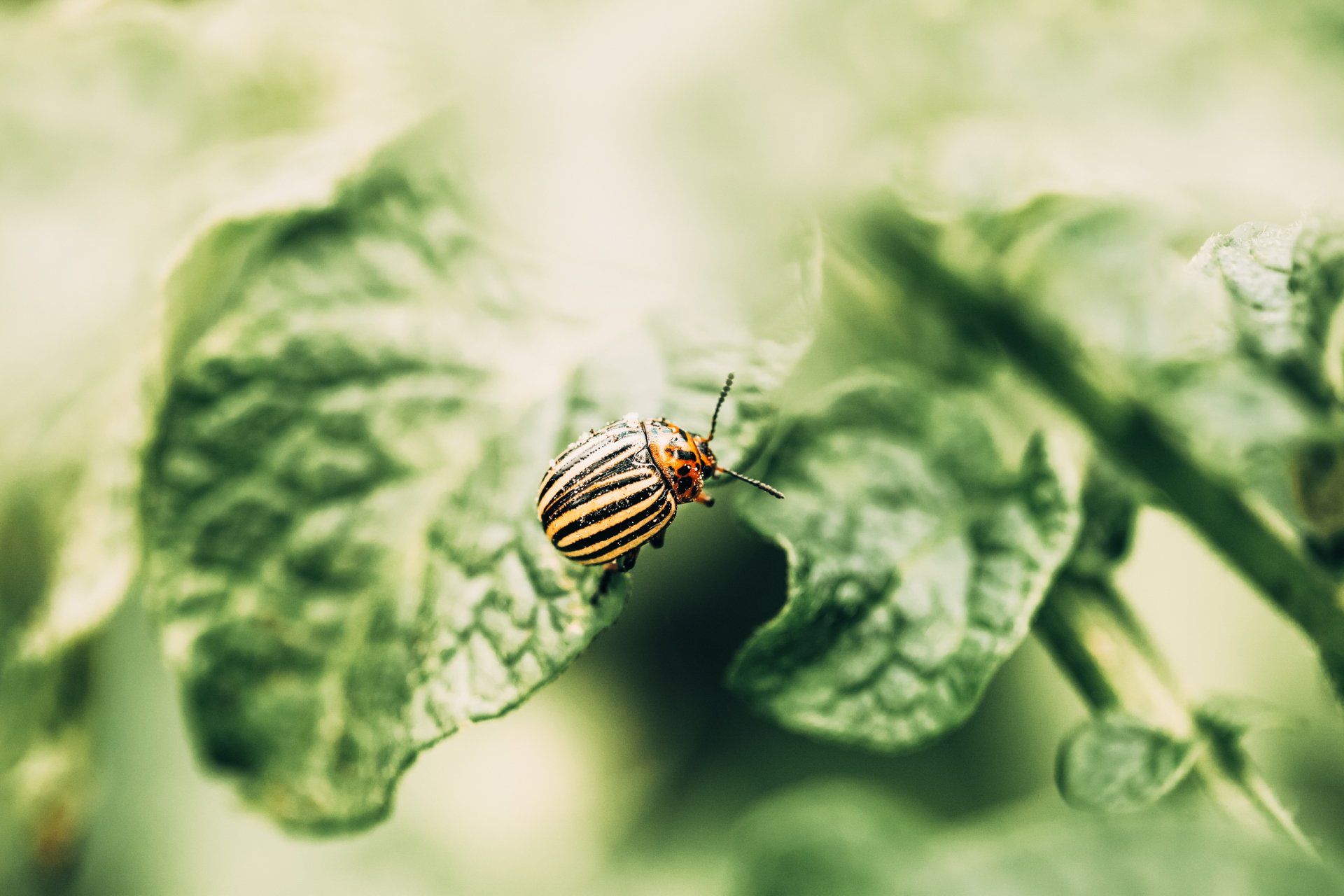 Don’t Let Pests Eat Up Your Mid-Missouri Garden & Home. Call Atkins Pest Control Today!