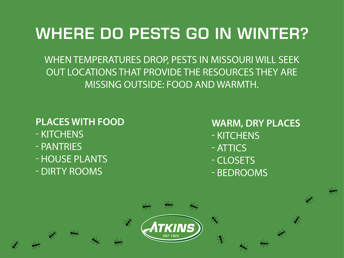 During winter, pests will look for warm spaces with plenty of food sources in Missouri.