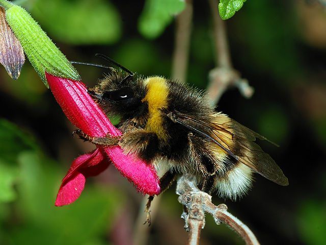 Bumble Bees Belong in Nature With Flowers, Not Your Mid-MO Home. Learn More From Atkins Pest Control