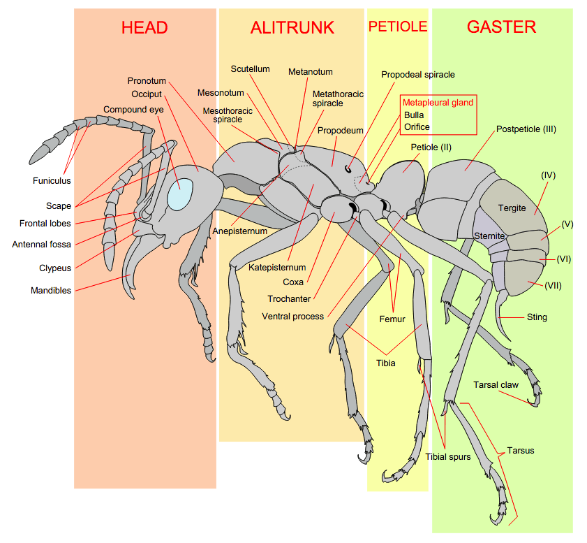 A Diagram of Worker Ants Provided by Atkins Pest Control in Mid-Missouri.