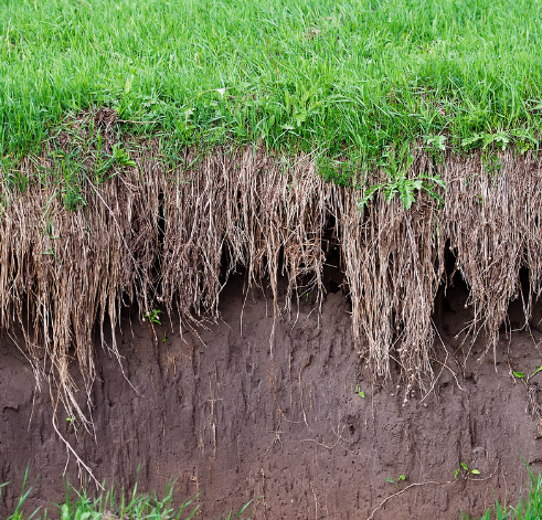 A wall of eroded soil exposes grass roots and leaves homeowners vulnerable to leaking or pooling water.
