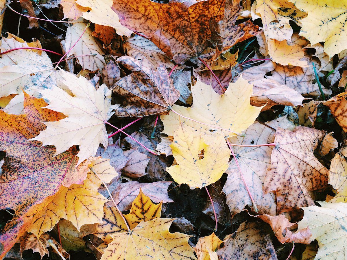 Atkins advises you to clean the leaves in your Mid-Mo yard this winter to prevent pests!