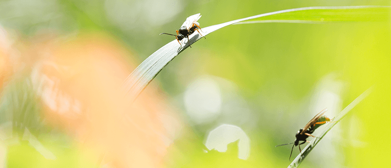 Don't Let an Ant Problem Ruin Your Mid-MO Home. Call Atkins Pest Control.