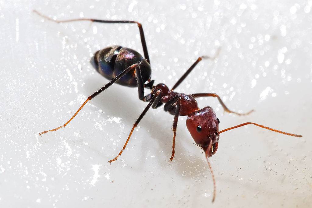 How Do Black Ants Affect Your Mid-Missouri Home? Read Through Atkins’ Pest Library to Find Out.