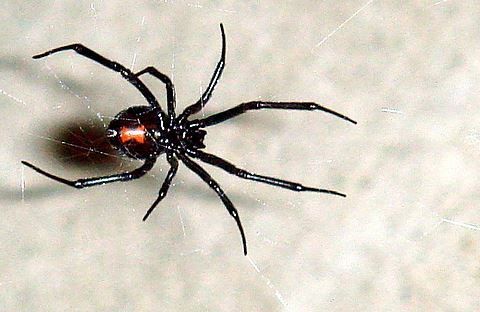 Black Widow Spiders in Mid-MO Are Highly Venomous. Take Caution & Call Atkins Pest Control.