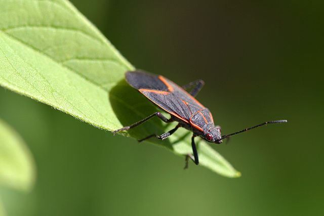 How Do Box Elder Bugs Affect Mid-Missouri Homes? Find Out From Atkins Pest Control.