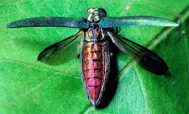 Seen an Emerald Ash Borer in Mid-Missouri? Learn More About Them From the Atkins Pest Library.