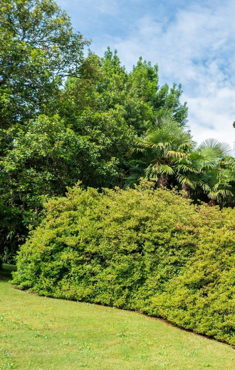 Healthy Shrubs Create a Lush Environment in Your Jefferson City, MO Yard. Atkins Can Help.