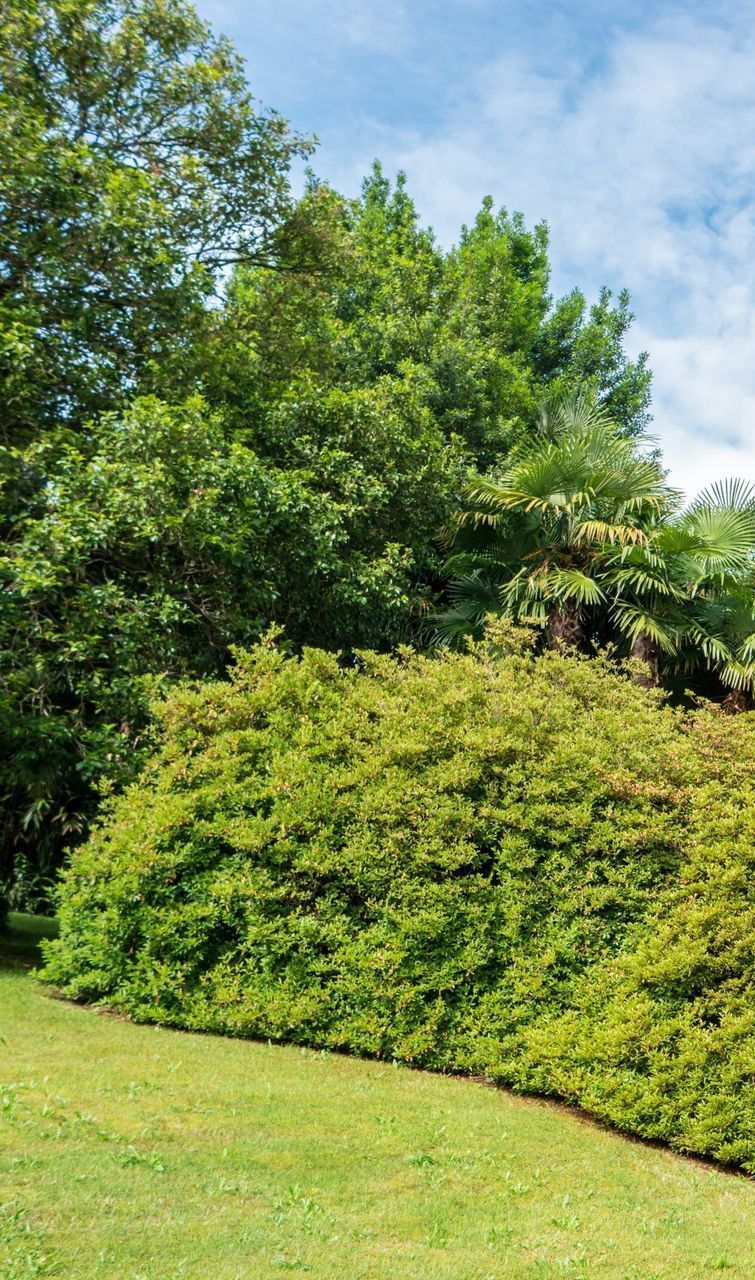 Get expert tree trimming, pruning, fertilization, & pest prevention with Atkins in Columbia, MO