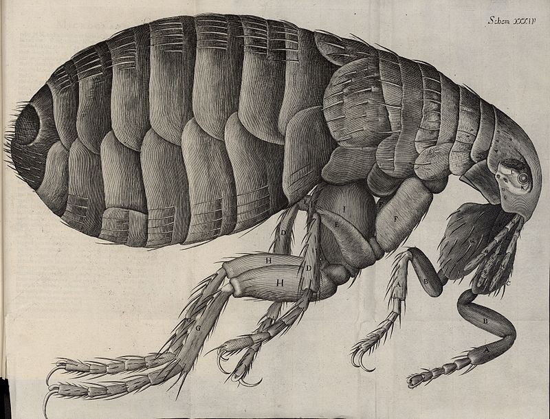Fleas Terrorize Pets & Mid-MO Homes. Get Rid of Them & Learn More With Atkins Pest Control.