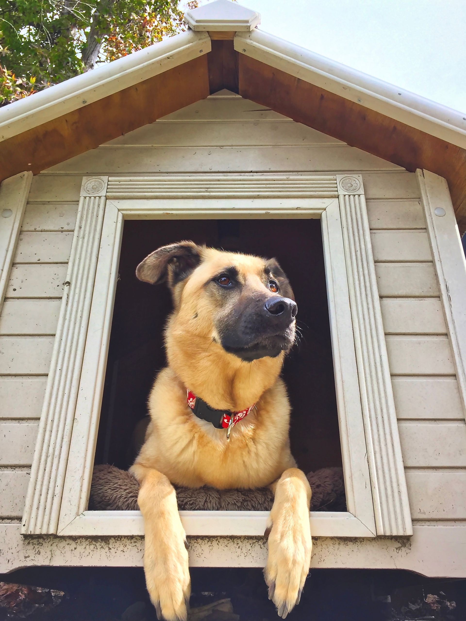 Your Dog Will Be Safe & Happy With Atkins’ Hidden Dog Fences in Jefferson City, MO.