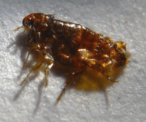 Fleas in Mid-Missouri May Not Be Noticeable at First, but Call Atkins the Minute You See a Problem.