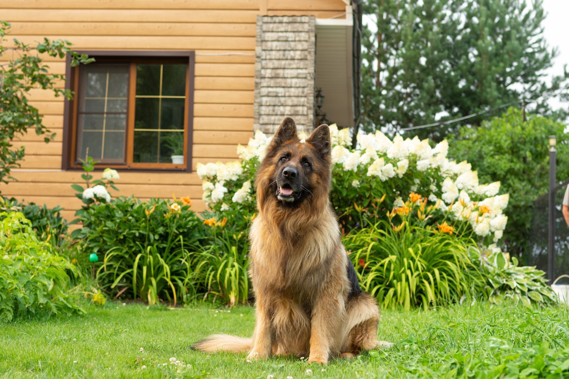 Got a Playful Dog in Jefferson City, MO? Keep Them from Running With Atkins’ Hidden Dog Fences.