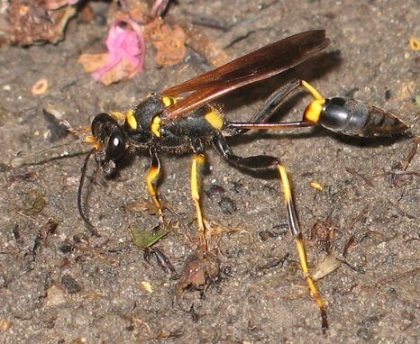 Mud Daubers, A.K.A. Mud Wasps, Will Nest in Mid-Missouri Spaces. Call Atkins Pest Control for Help.