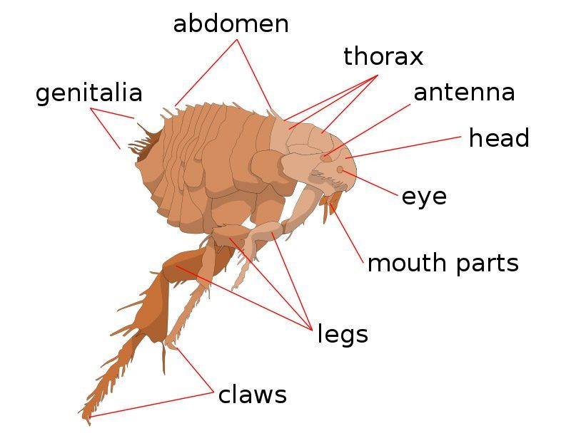 The Anatomy of a Flea. Call Atkins Pest Control in Mid-Missouri for a Flea Problem.