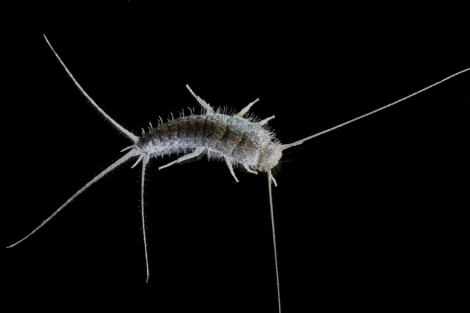 Silverfish Are a Nocturnal Pest in Mid-Missouri. Learn More & Call Atkins Pest Control.