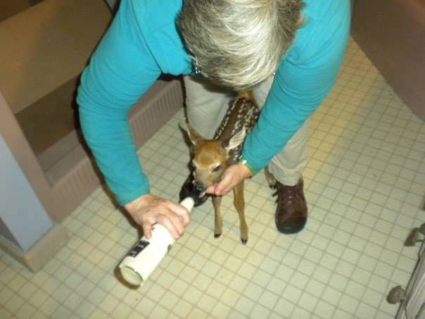 Veterinary Clinic Fawn Boothbay & Damariscotta, ME