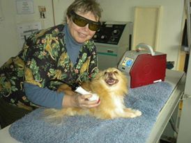 Veterinary Clinic Dog Boothbay & Damariscotta, ME