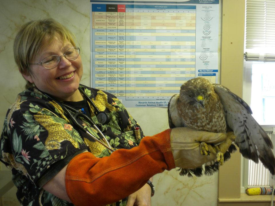 Veterinary Clinic Owl Boothbay & Damariscotta, ME