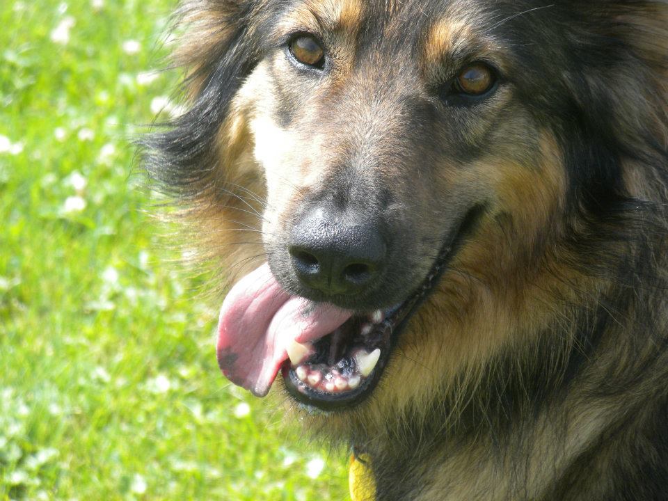 Veterinary Clinic Loba Boothbay & Damariscotta, ME