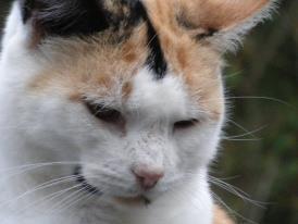 Veterinary Clinic Dribble Boothbay & Damariscotta, ME