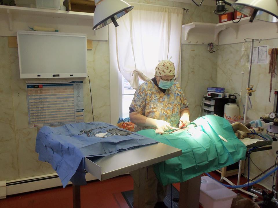 Veterinary Clinic Dr Welch Boothbay & Damariscotta, ME