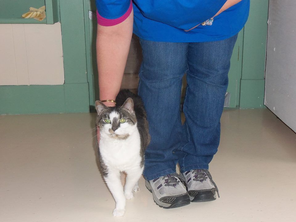 Veterinary Clinic Kylie Boothbay & Damariscotta, ME