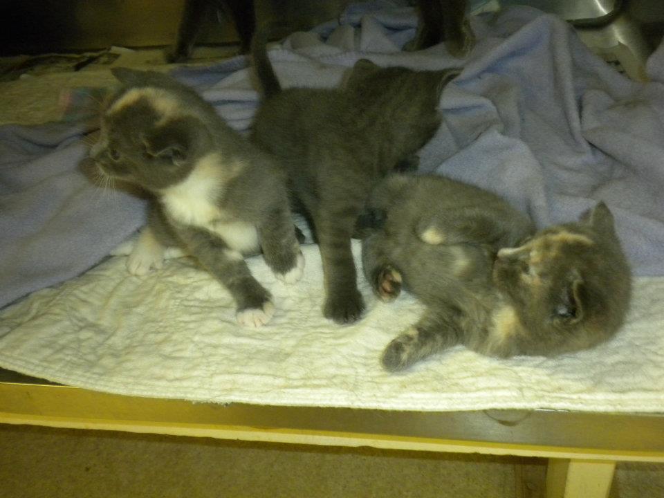 Veterinary Clinic Kittens Boothbay & Damariscotta, ME