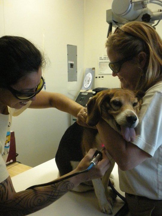 Veterinary Clinic Laser Boothbay & Damariscotta, ME