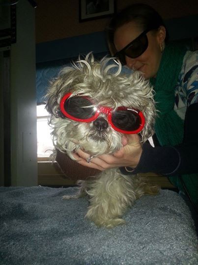 Veterinary Clinic Lasermoose Boothbay & Damariscotta, ME