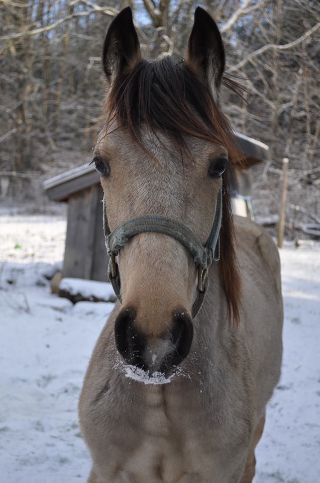 Veterinary Clinic Moonshine Boothbay & Damariscotta, ME