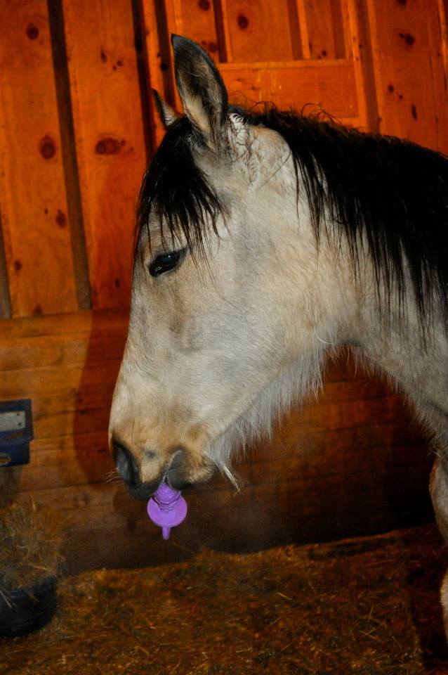 Veterinary Clinic Moonshine Boothbay & Damariscotta, ME