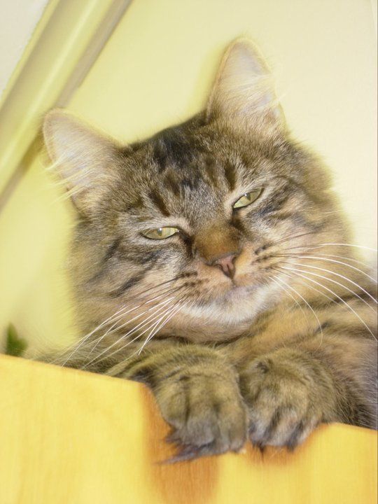 Veterinary Clinic Rhonda Boothbay & Damariscotta, ME