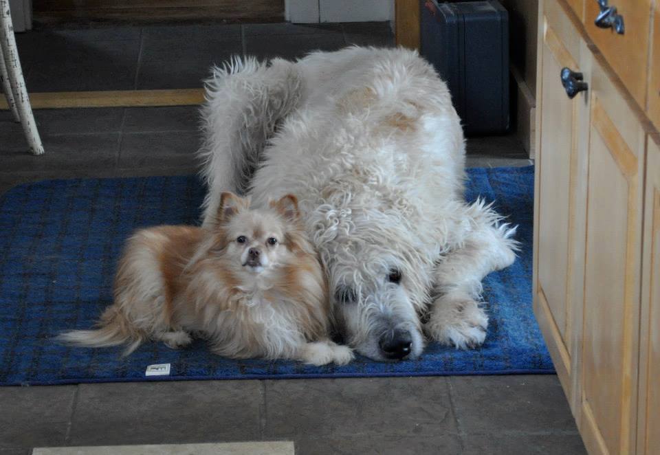 Veterinary Clinic Rooleon Boothbay & Damariscotta, ME