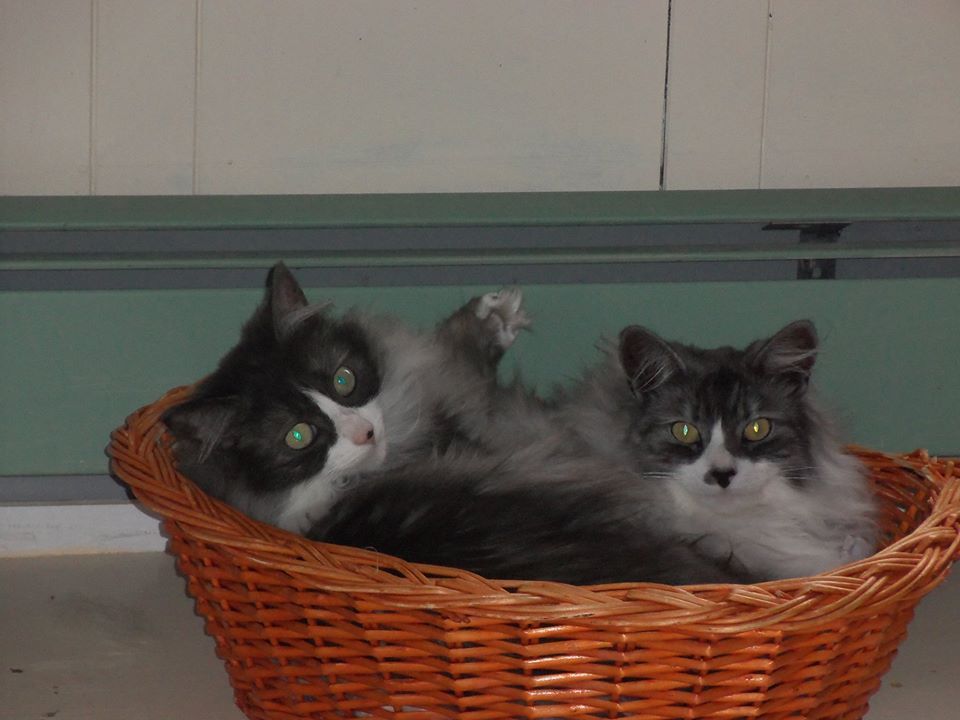 Veterinary Clinic Thyngs Boothbay & Damariscotta, ME