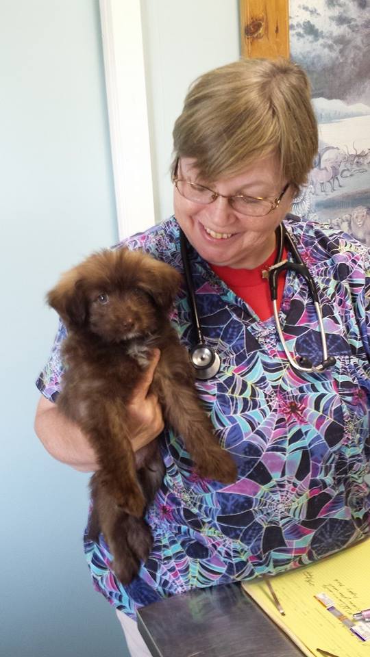 Veterinary Clinic Dog Boothbay & Damariscotta, ME