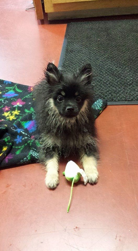 Veterinary Clinic Dog Boothbay & Damariscotta, ME