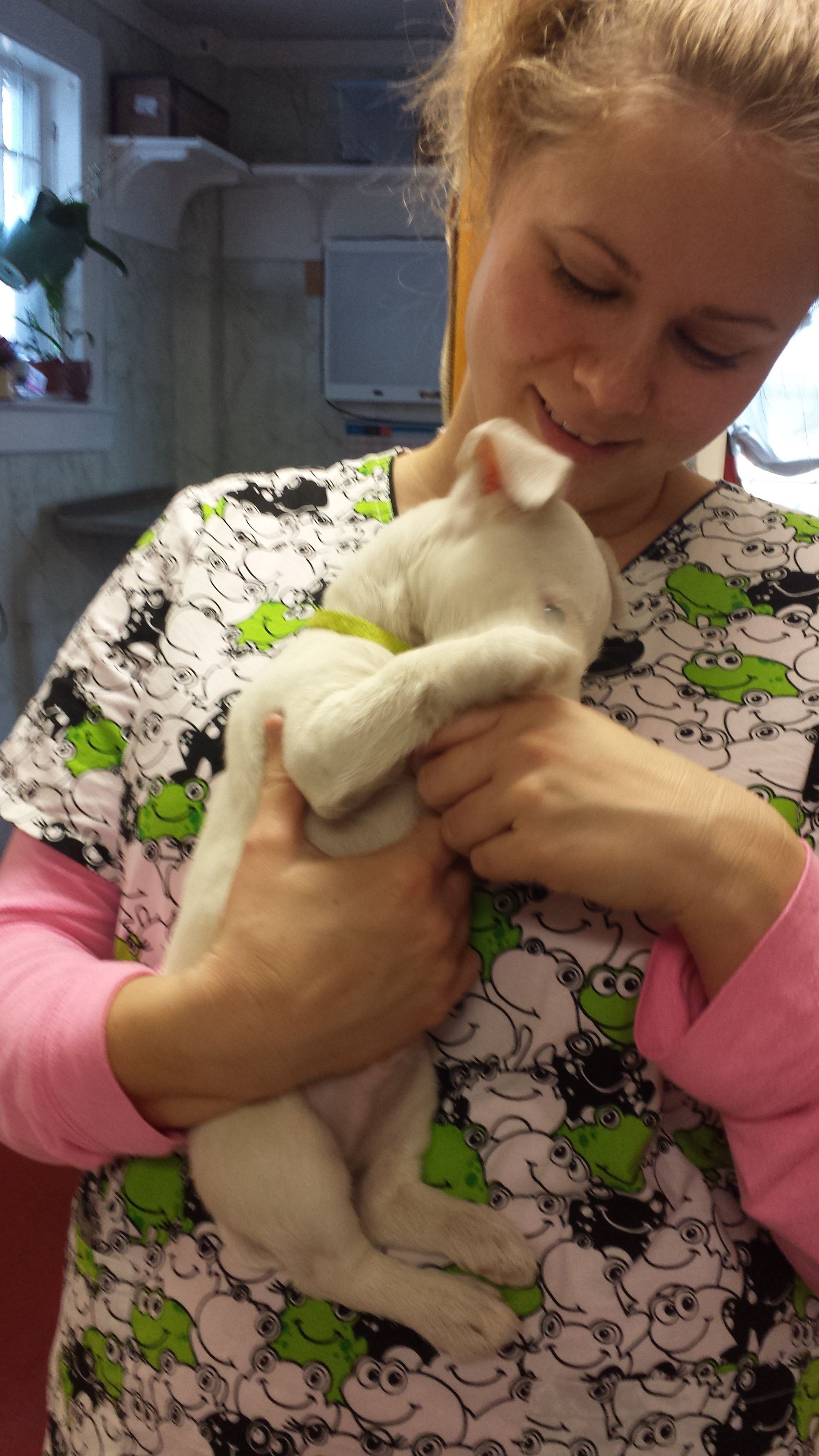 Veterinary Clinic Puppy Boothbay & Damariscotta, ME