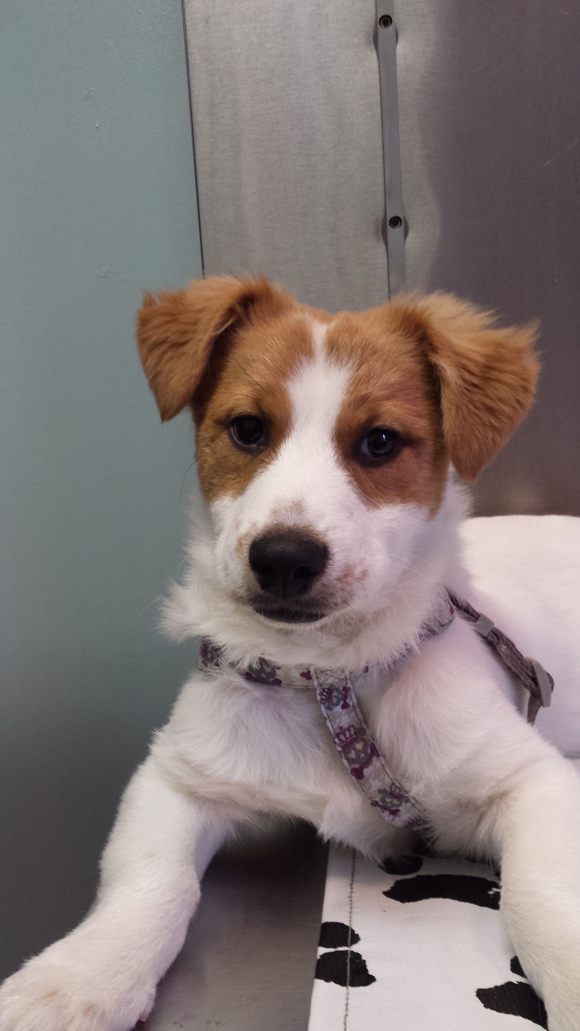 Veterinary Clinic Dog Boothbay & Damariscotta, ME