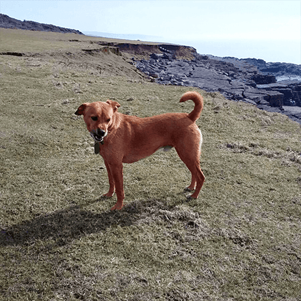 brown angry dog on a cliff