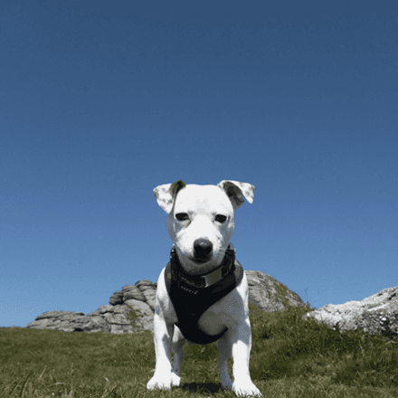 white dog on a cliff looking at the camera