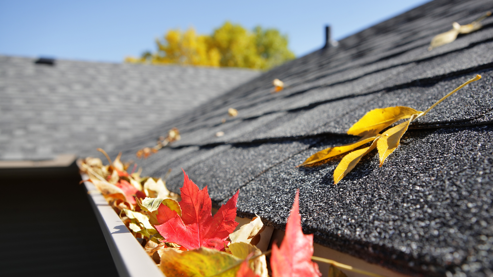 Leaves in a gutter on a roof, blue sky backdrop.