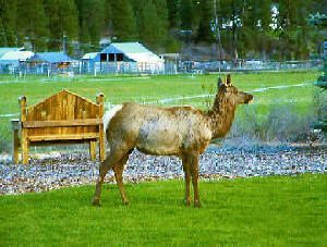 A deer is standing in a grassy field next to a wooden bench.