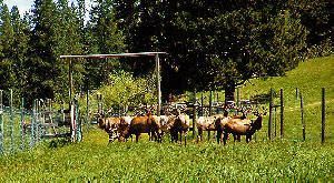 A herd of deer standing in a grassy field behind a fence.