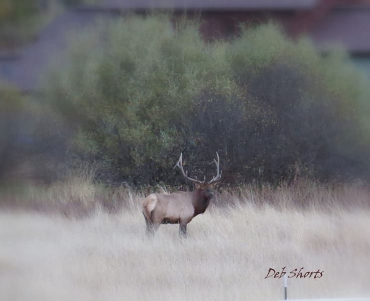 A large elk is standing in a field with trees in the background.