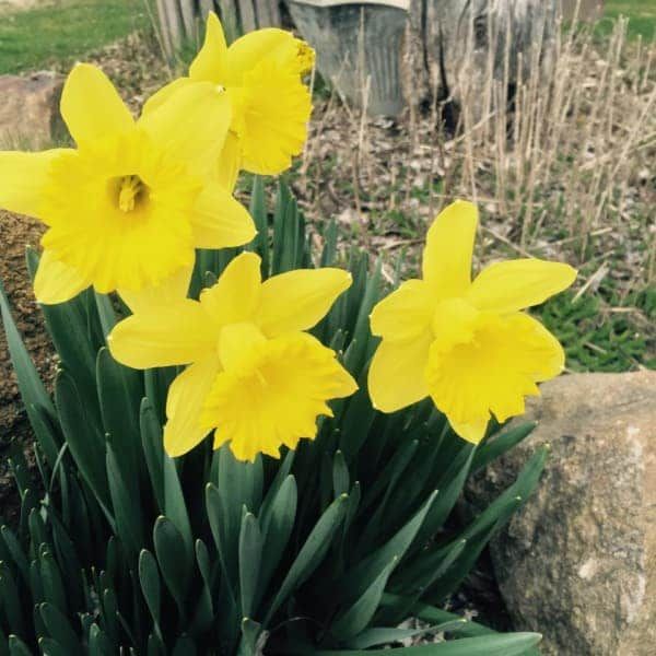 A bunch of yellow flowers with green leaves