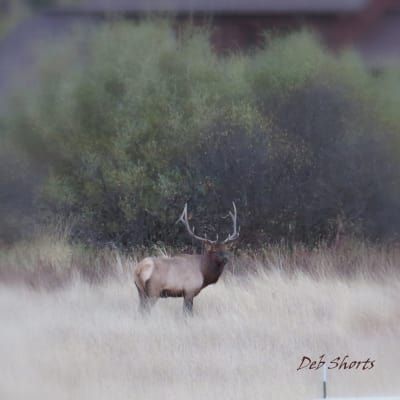 A large elk standing in a field with trees in the background.